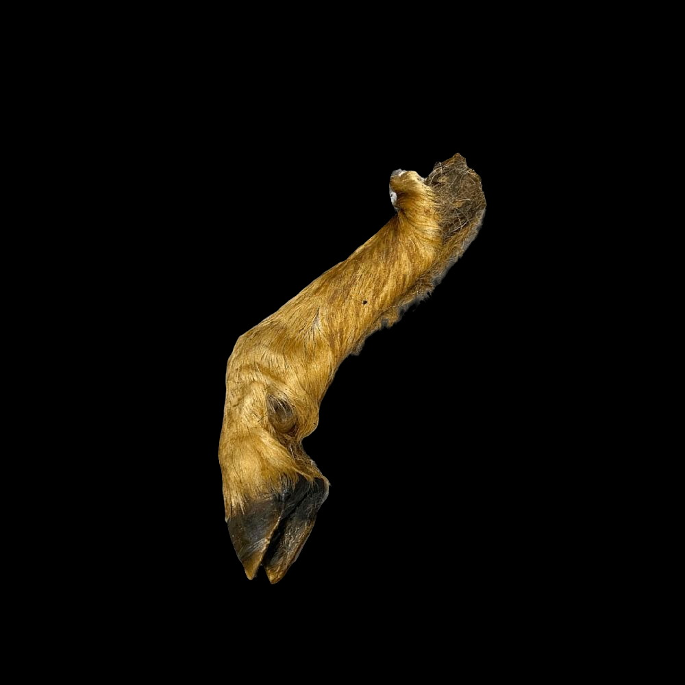 Hairy Lamb Trotter