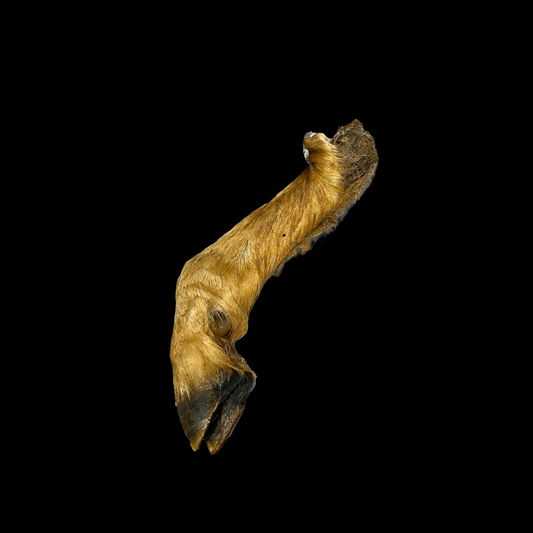 Hairy Lamb Trotter