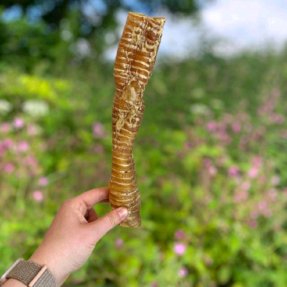 Buffalo trachea