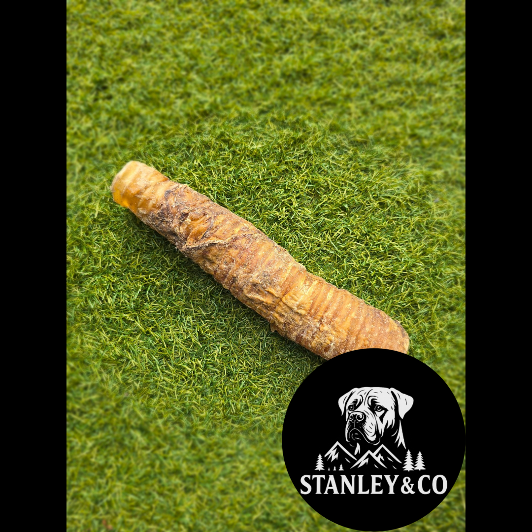 Buffalo trachea