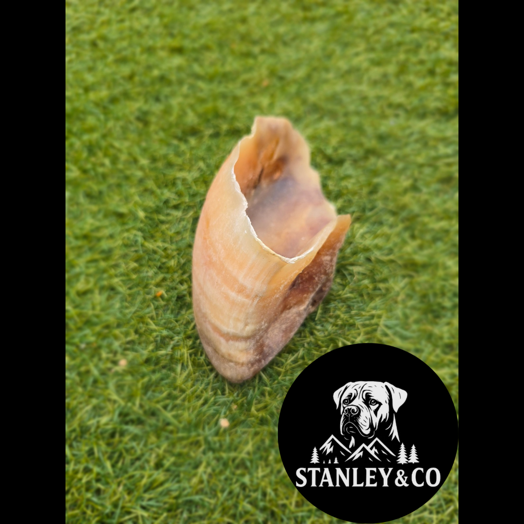 Cow Hoof