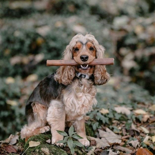 Giant Bully Stick