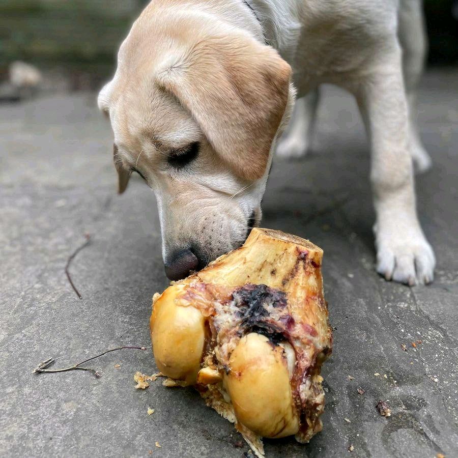 Roasted Knuckle Bone Long Lasting Natural Dog Treat