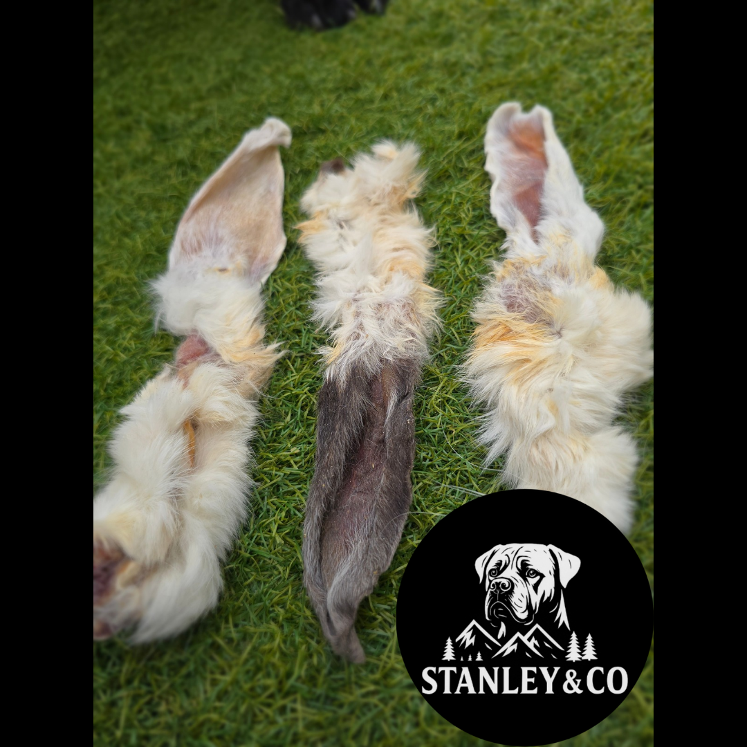 Hairy Rabbit Ears