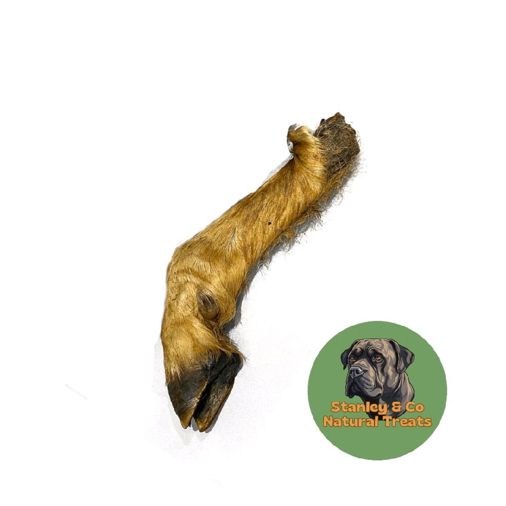 Hairy Lamb Trotter