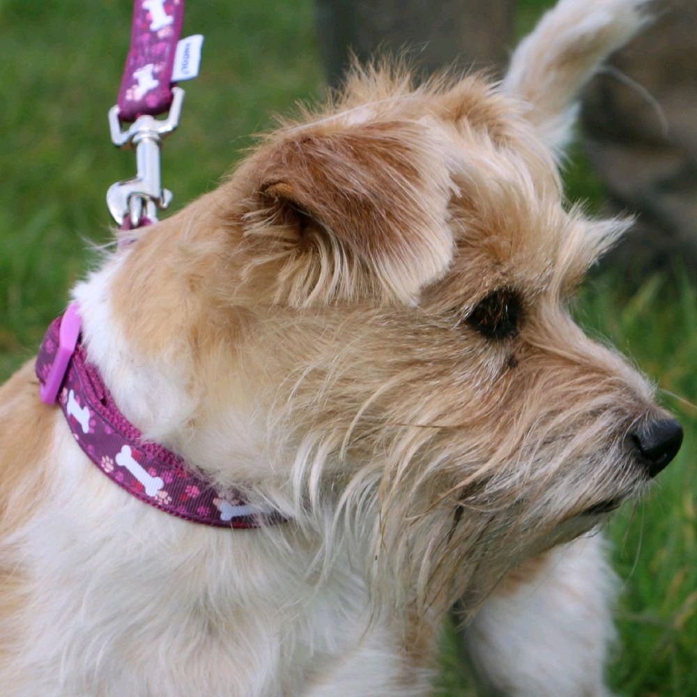 Dog Collars - Choose from Patterns or Plain Designs